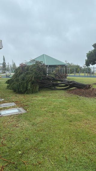fallen tree