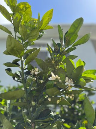 wild orange tree