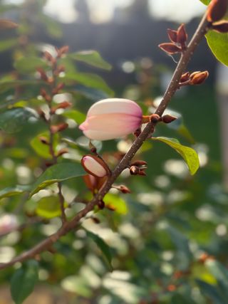 cherry tree